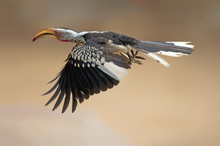 A southern yellow-billed hornbill (Tockus leucomelas) flying in Kruger National Park, South Africa.