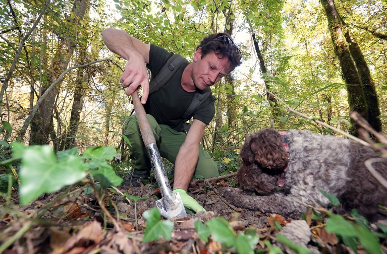 Željko Zgrablić, a forest scientist and field mycologist, looks for white truffle with his dogs in a Croatian forest.