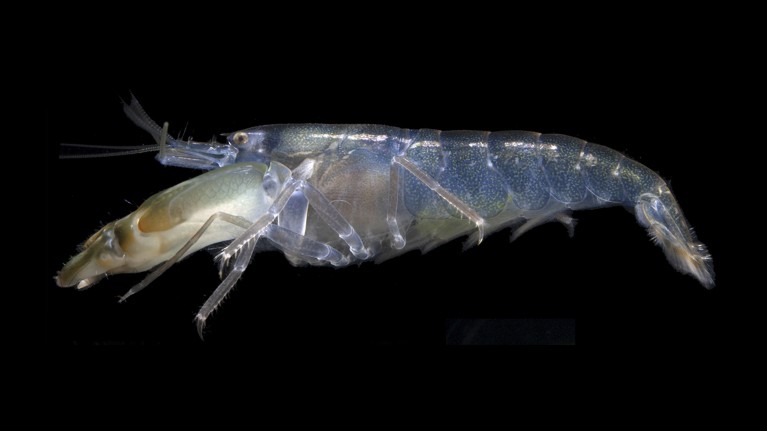 The bigclaw snapping shrimp Alpheus heterochaelis on a black background.