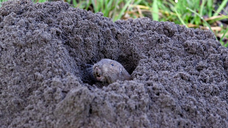 The head of a southeastern pocket gopher visible in the entrance of a tunnel surrounded by removed earth
