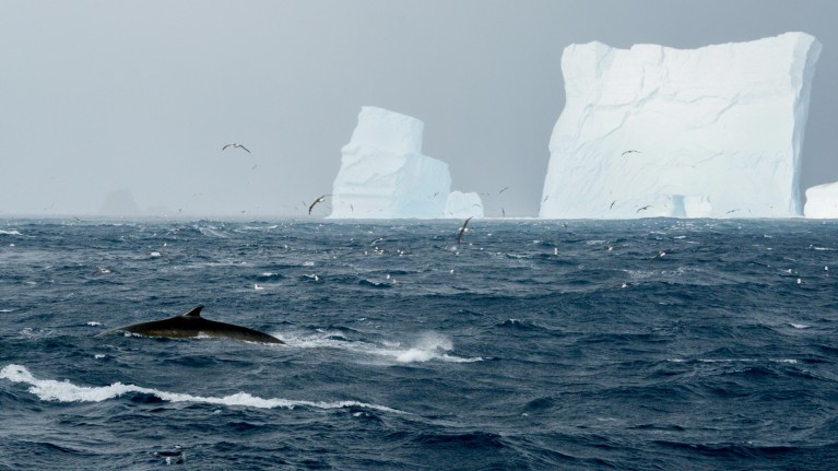 The dorsal fin of a fin whale breaking the surface of the sea as it swims past icebergs
