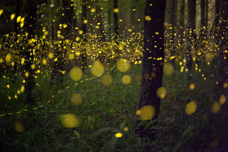 Fireflies glowing yellow and somewhat blurred in a forest.