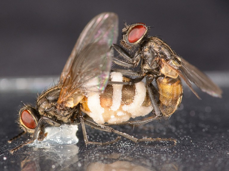 A male fly trying to mate with a female corpse held in place by a dab of Vaseline.