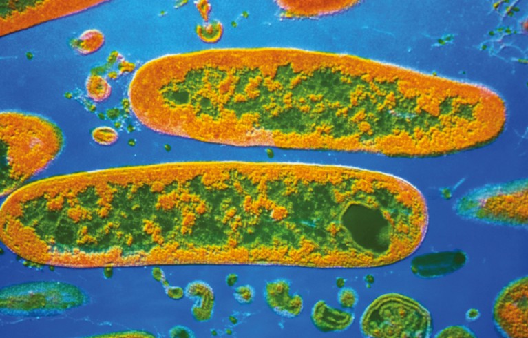 Coloured TEM of Yersinia pestis bacteria.