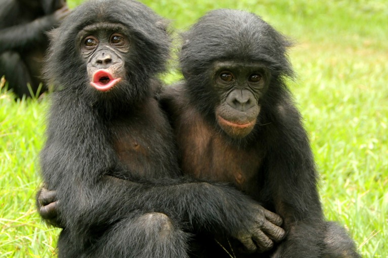A bonobo embraces another distressed bonobo