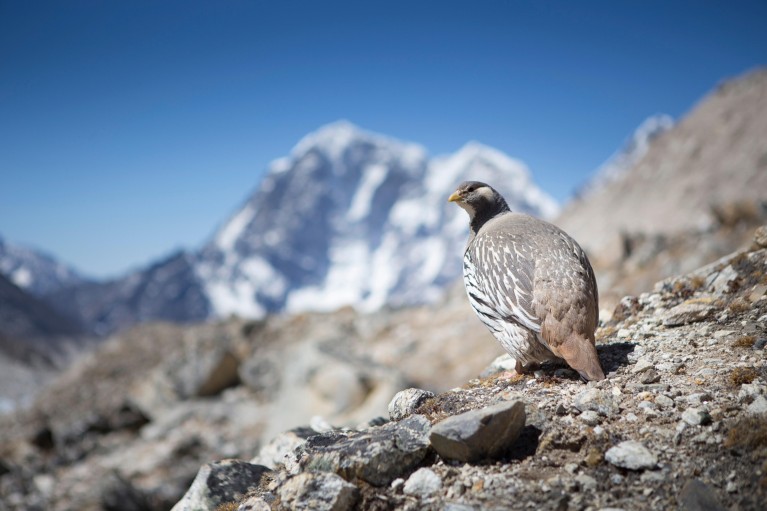 A Tibetan Snowcock is sitting on the rocky terrain of Mount Everest.