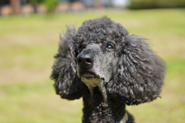 Close up portrait of a dark grey standard poodle