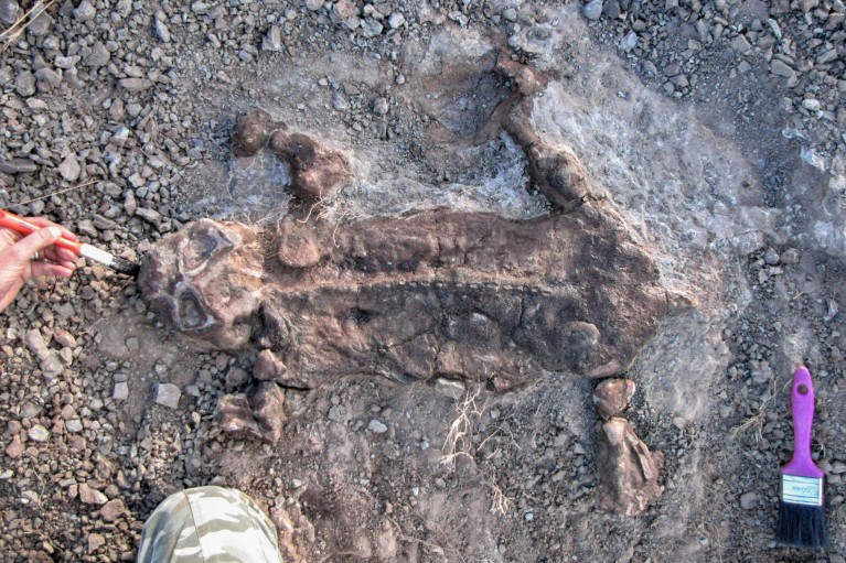 A juvenile L. murrayi skeleton with mummified skin being excavated