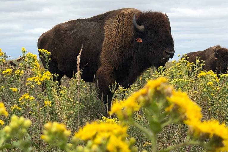一头大平原野牛站在田野里，周围是僵硬的黄花黄菊
