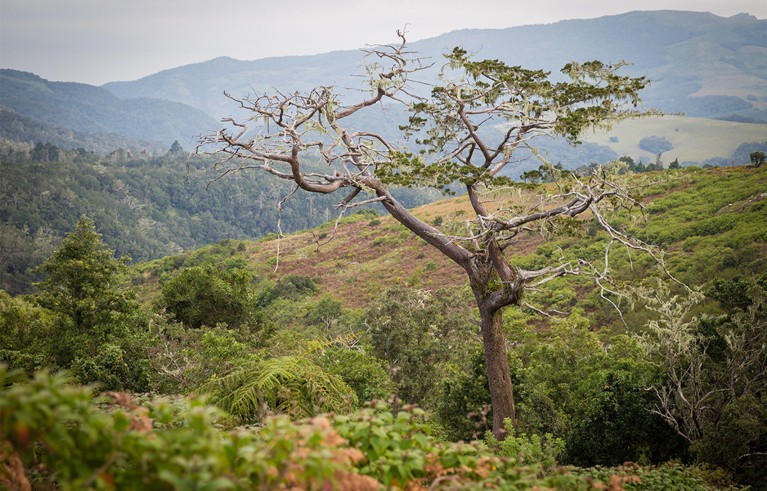 The Mulanje Cedar, Widdringtonia whytei, is the national tree of Malawi.