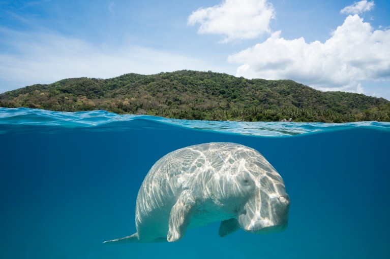 A split-level photograph of a dugong floating just below the water's surface