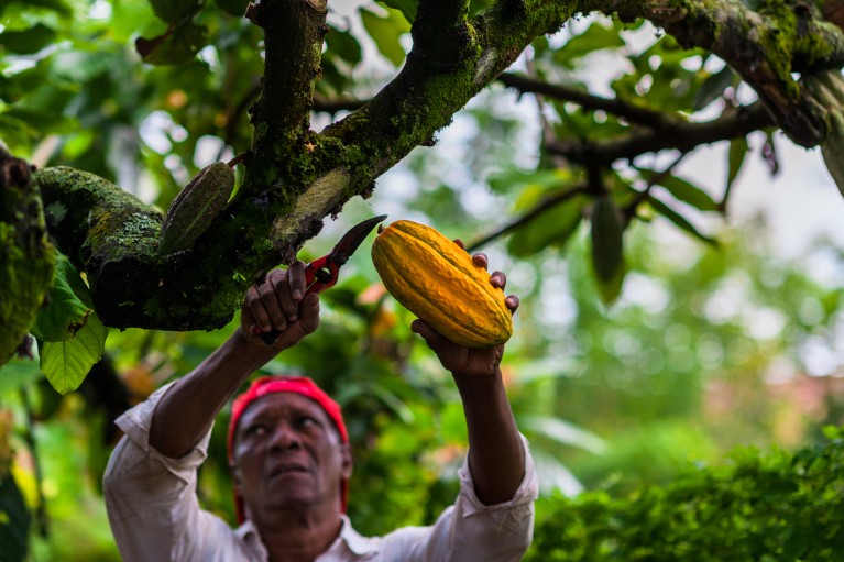 An Afro-Colombian farmer wearing a red hat cuts a cacao pod from a tree