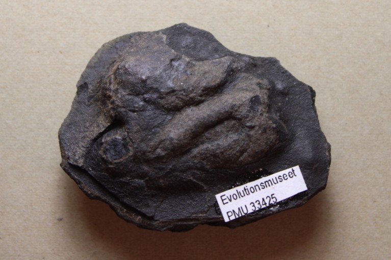 A large coprolite with a museum label attached.