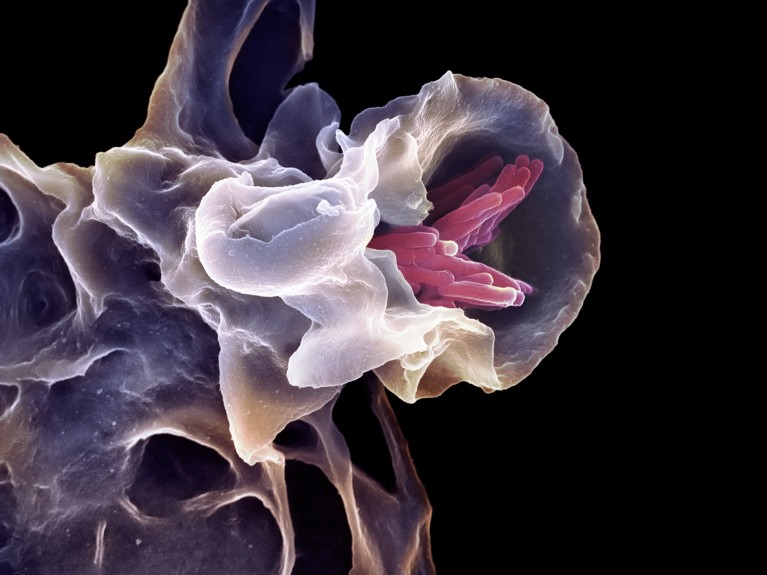Coloured scanning electron micrograph of a macrophage engulfing a tuberculosis-causing bacterium