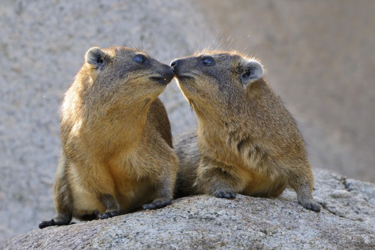 Two rock hyrax 'kiss' while sitting on a grey rock