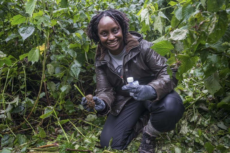 Gladys Kalema-Zikusoka collects gorilla faeces from their night beds, to analyse.