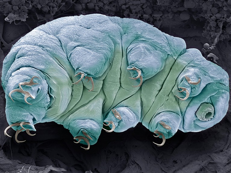Coloured scanning electron micrograph (SEM) of a water bear, or tardigrade (phylum Tardigrada).