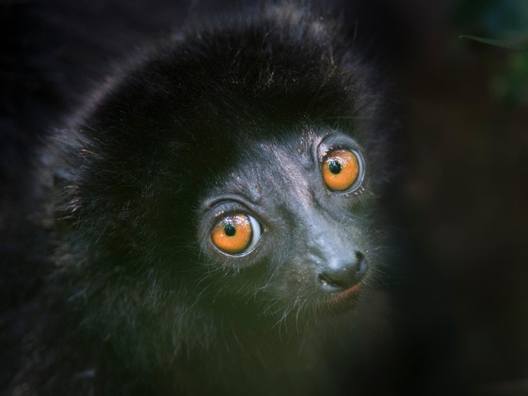 Milne-edward's sifaka lemur (Propithecus diadema edwardsi) infant head portrait.