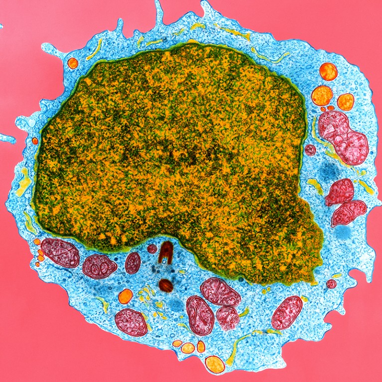 Coloured transmission electron micrograph (TEM) of a section through a human B lymphocyte.