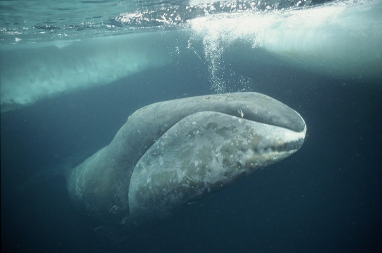 冰下露脊鲸的水下特写