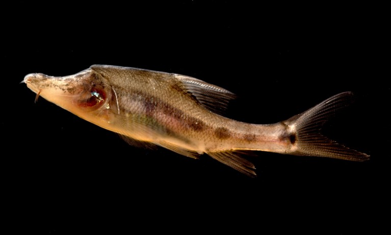 A full-view shot of a Golden Line Barbel on a black background