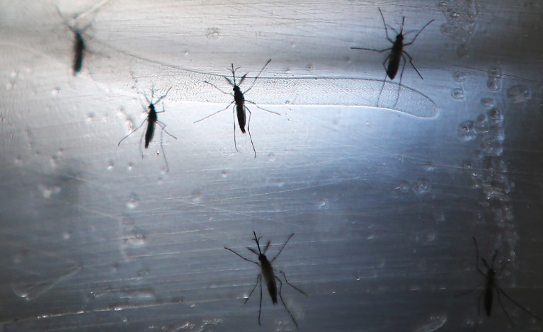 The silhouettes of Aedes aegypti mosquitoes resting inside a translucent container.