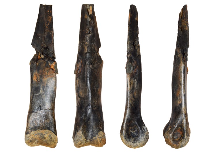 鸟嘴龙右第三跖骨远端半部分的前、后、内侧和外侧视图