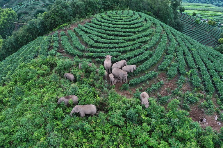 An aerial view of a herd of wild Asian elephants in a gardened village mountainside in Pu'er, Yunnan Province, China, 2021.
