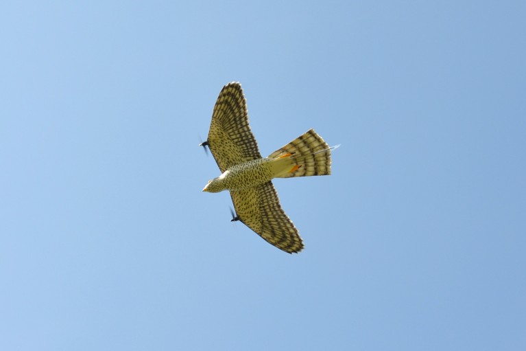 A view from the RobotFalcon’s underside during flight on a sunny day