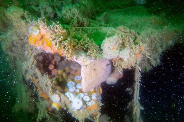 Algae and sea creatures growing on a shipwreck.