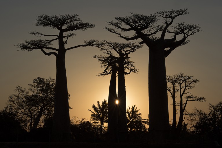 Boababs (Adansonia grandidieri) silhouetted at sunset, Allee des Baobabs, or Avenue of the Baobabs, Morondave, Madagascar.