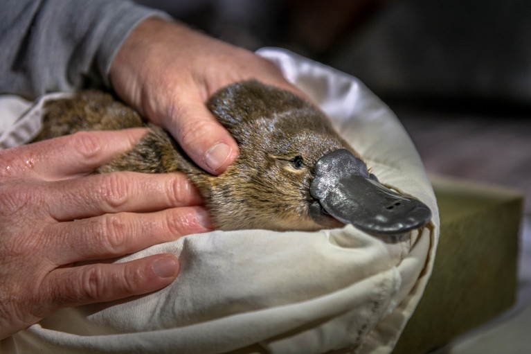 Close-up of a researcher holding a platypus.