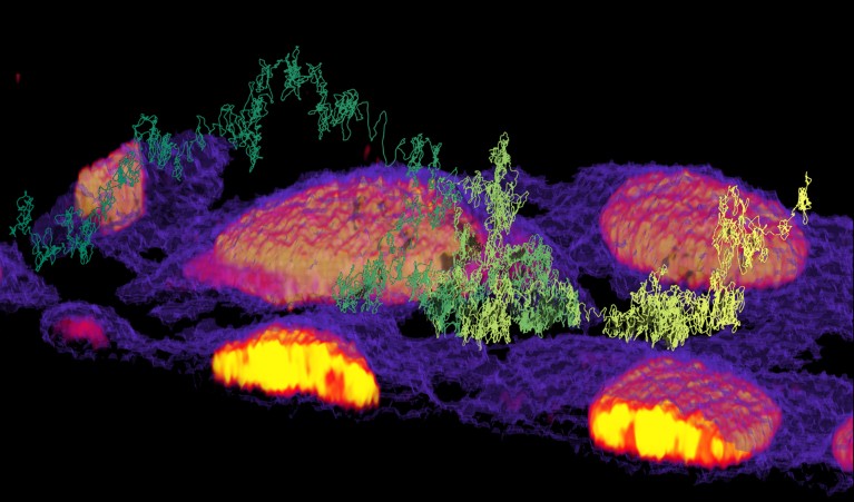 3D reconstruction of a single VSV-G VLP trajectory with live HeLa cells shown in purple. green and yellow colours