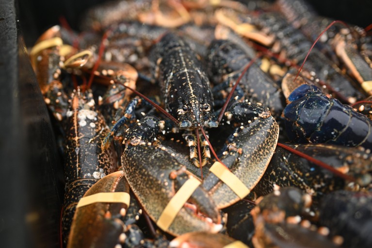 Close-up of a bucket of lobsters with taped claws