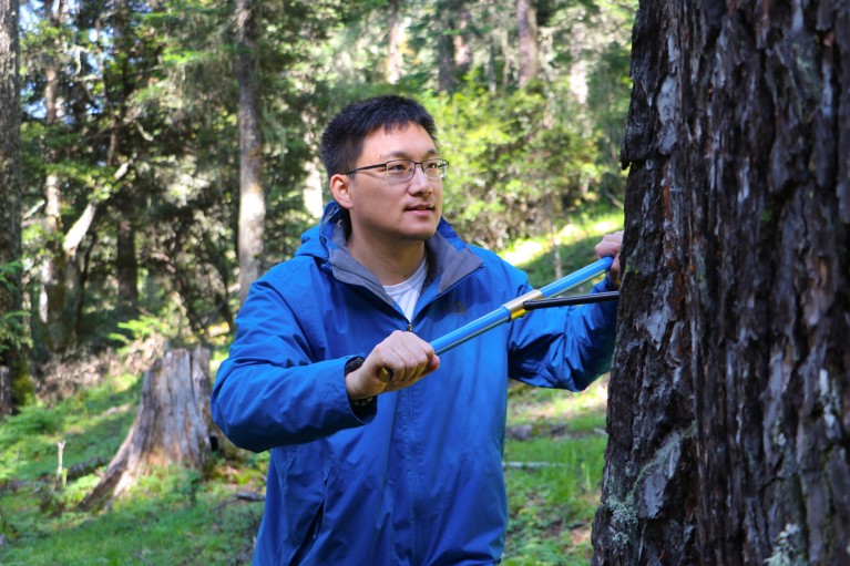 Chenxi Xu drives a tree coring tool to take a sample from the trunk of a large tree in a forest in Southwest China