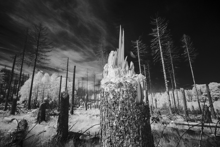 An infrared photo of dead spruce trees standing and felled at Eifel National Park on June 2, 2022 in Schleiden, Germany.