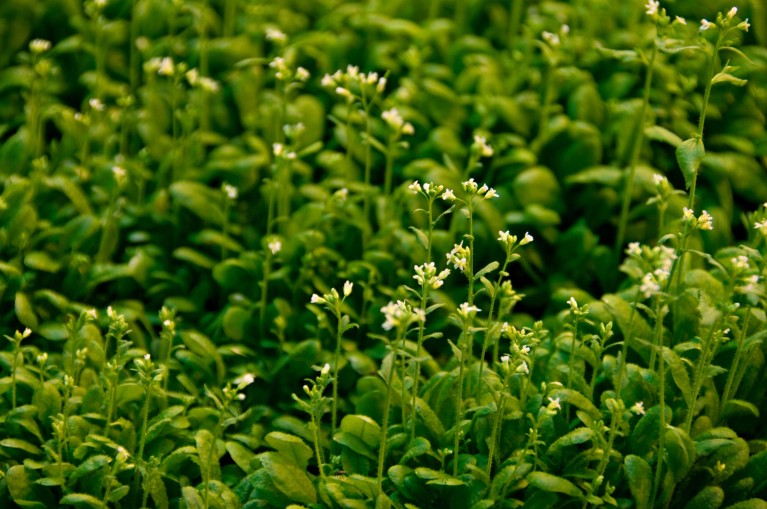 Close-up of Arabidopsis thaliana