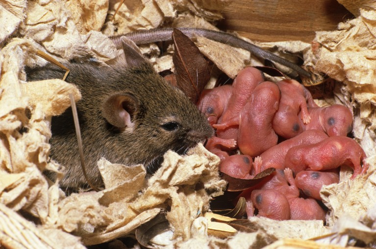 House mouse with newborn young