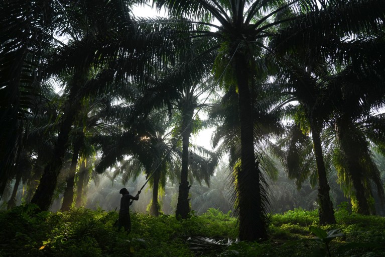 A silhouette of a worker harvesting fruit in an oil-palm grove.