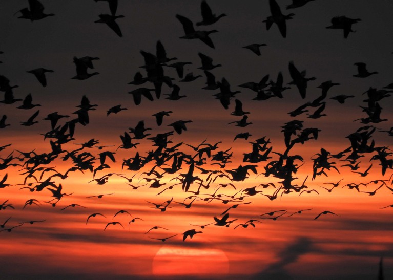 Silhouette of a flock of geese flying in front of the setting sun