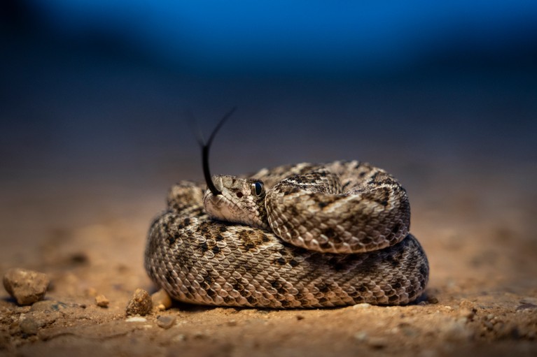 A western diamondback rattlesnake coiled up on the desert floor at dusk