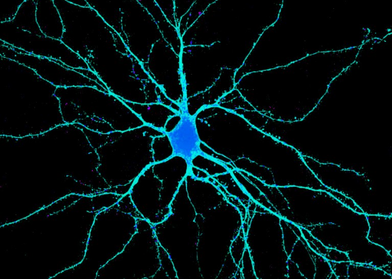 Fluorescence light micrograph of a neuron, coloured blue.