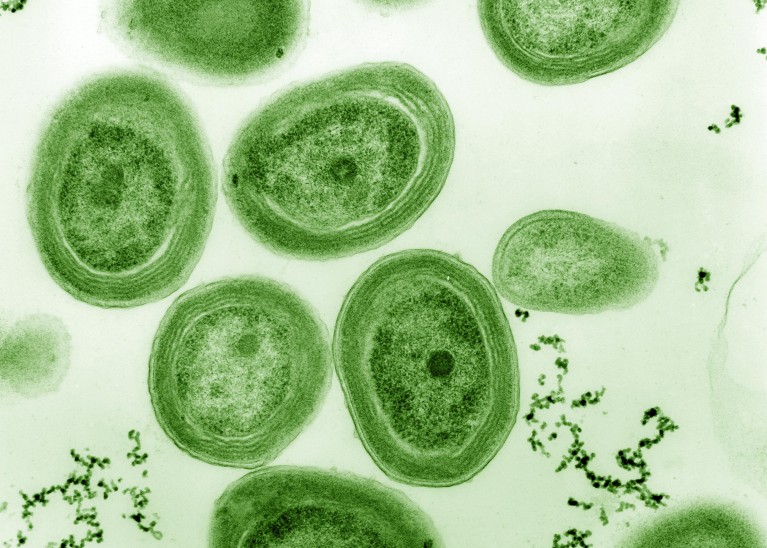 Electron microscopy image of Prochlorococcus MED4 cells with a green overlay