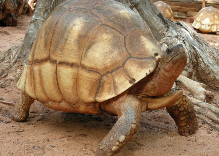 A large plowshare tortoise stands near a tree