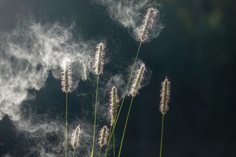 Close-up of Timothy grass pollen spreading in the wind from spikes.
