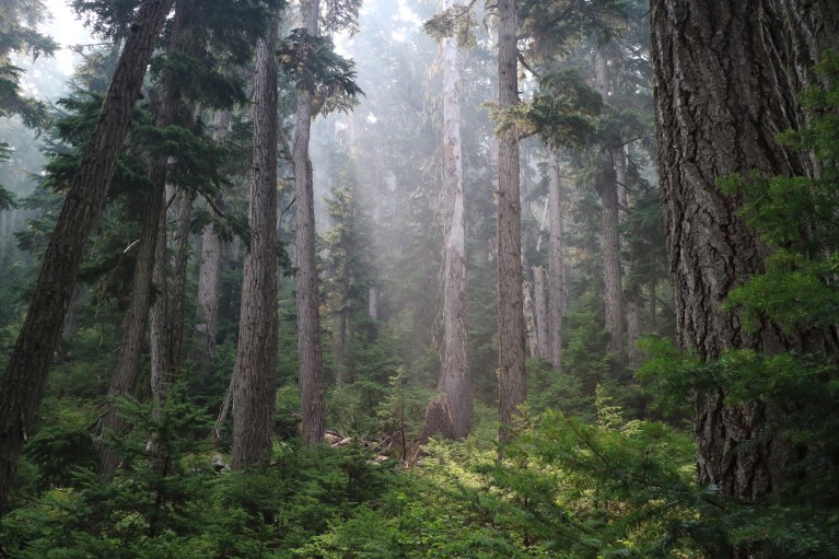 A general view of sun beams through the trees in a green forest in British Columbia