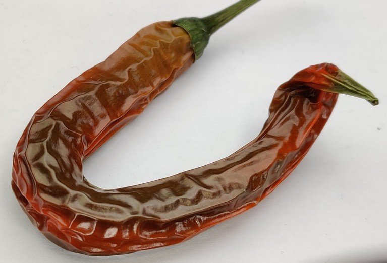 A dehydrated chilli pepper on a white background