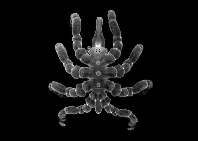 Black and white image of a fully regenerated adult male sea spider Pycnogonum litorale