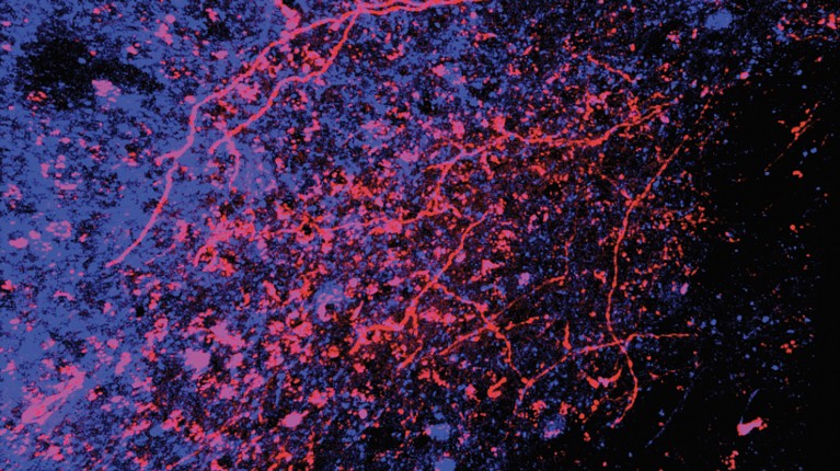 Mouse neurons which are red and blue in colour