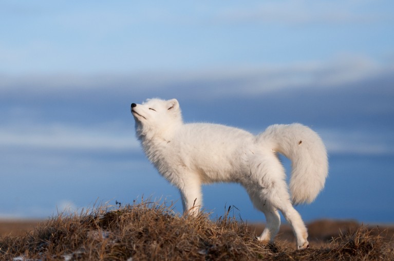 A white Arctic fox stretching his back legs